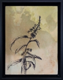 Willowherb Study